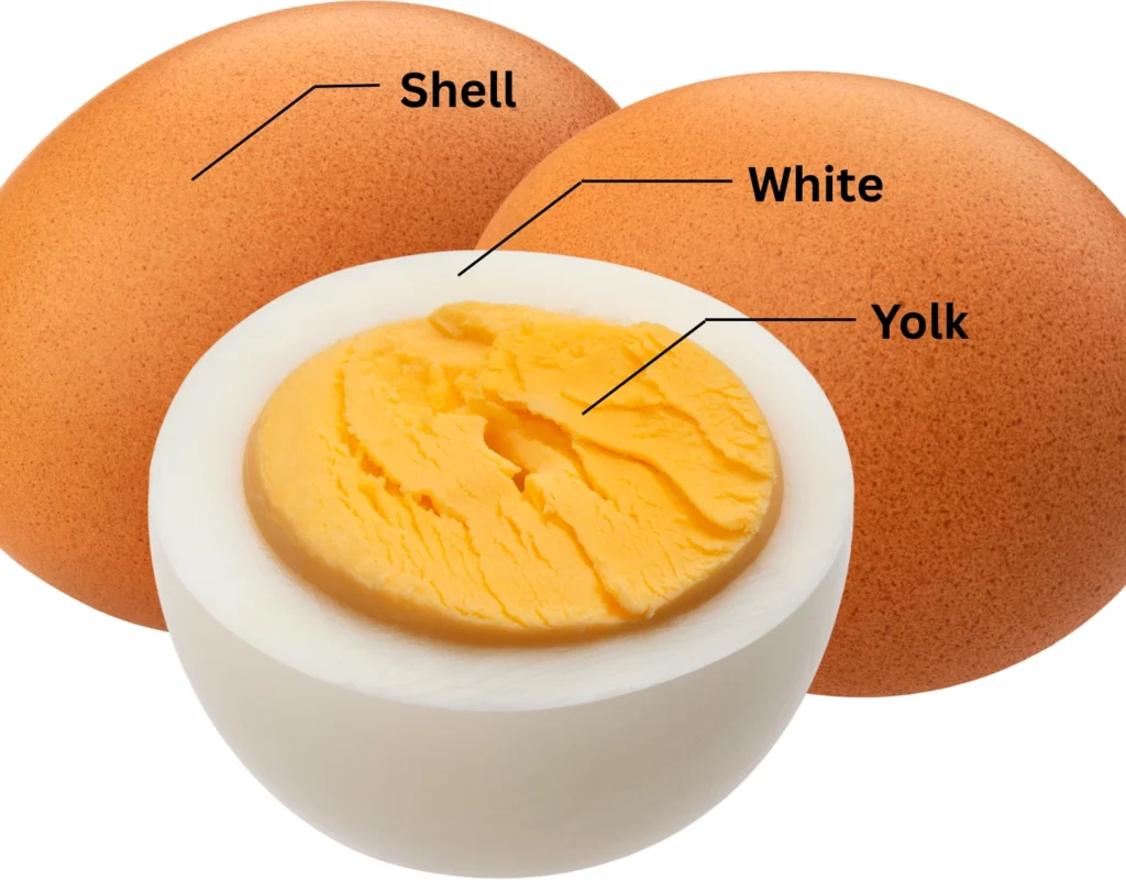 Egg parts-anatomy of an Egg